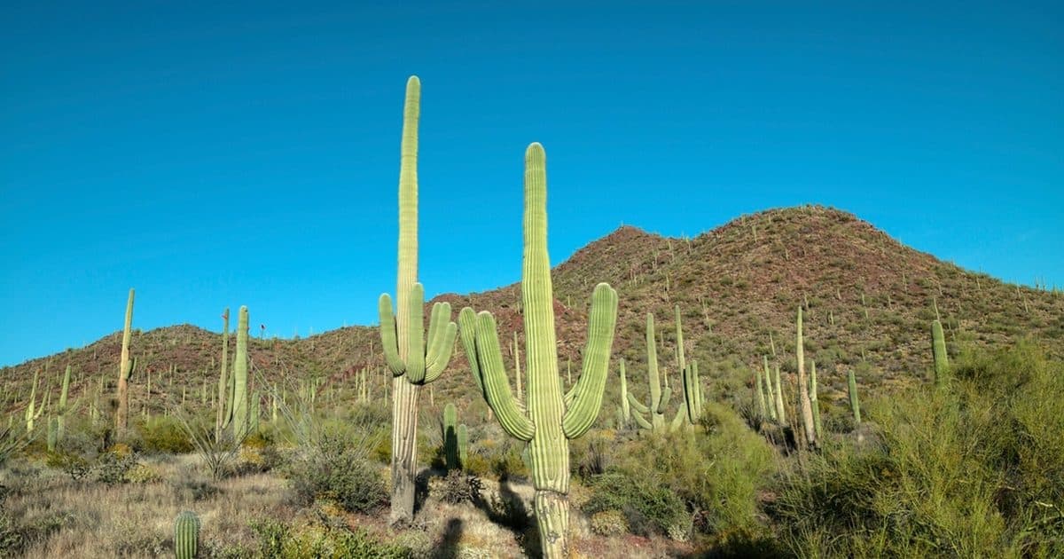 Saguaro cacti on a desert hillside in Arizona