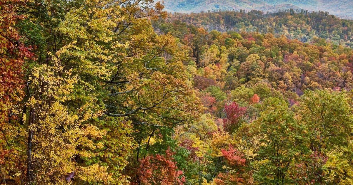 Autumn color in the Great Smoky Mountains