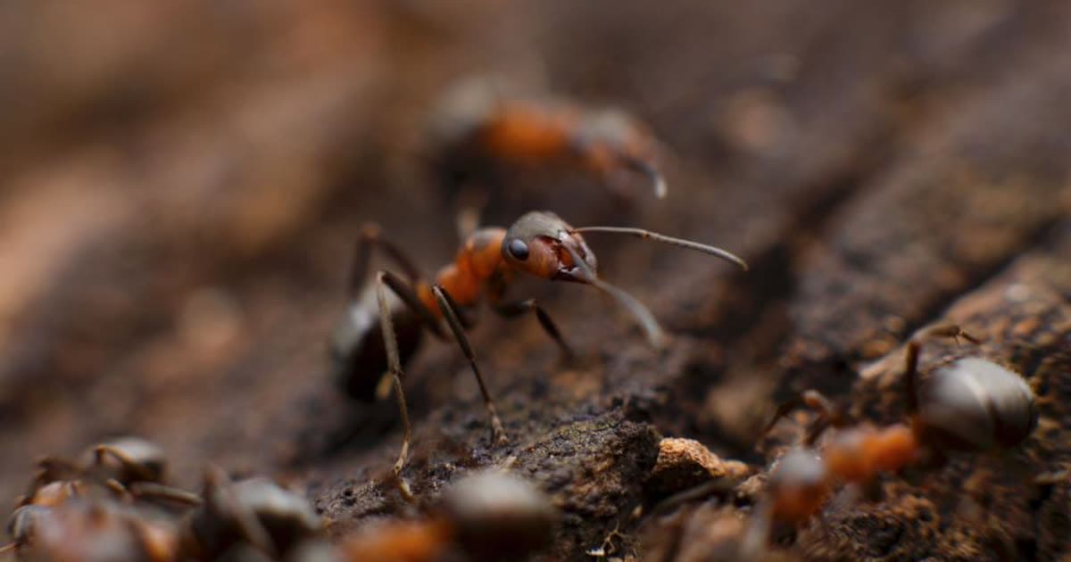 Close-up of ants moving across tree bark